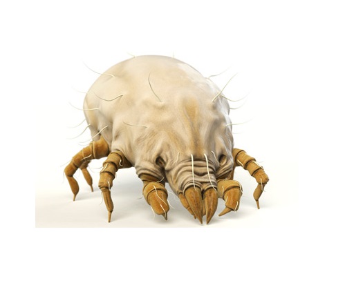 uyuz böceği ilaçlama nasıl yapılır