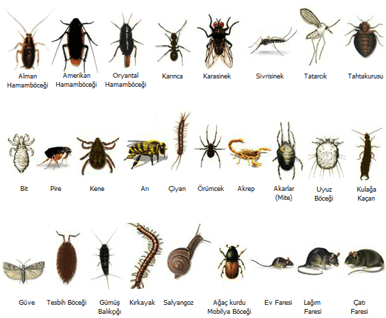 evlerimizde en sık rastlanan böcek türleri