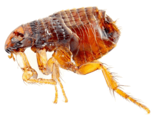 pire ilaçlama